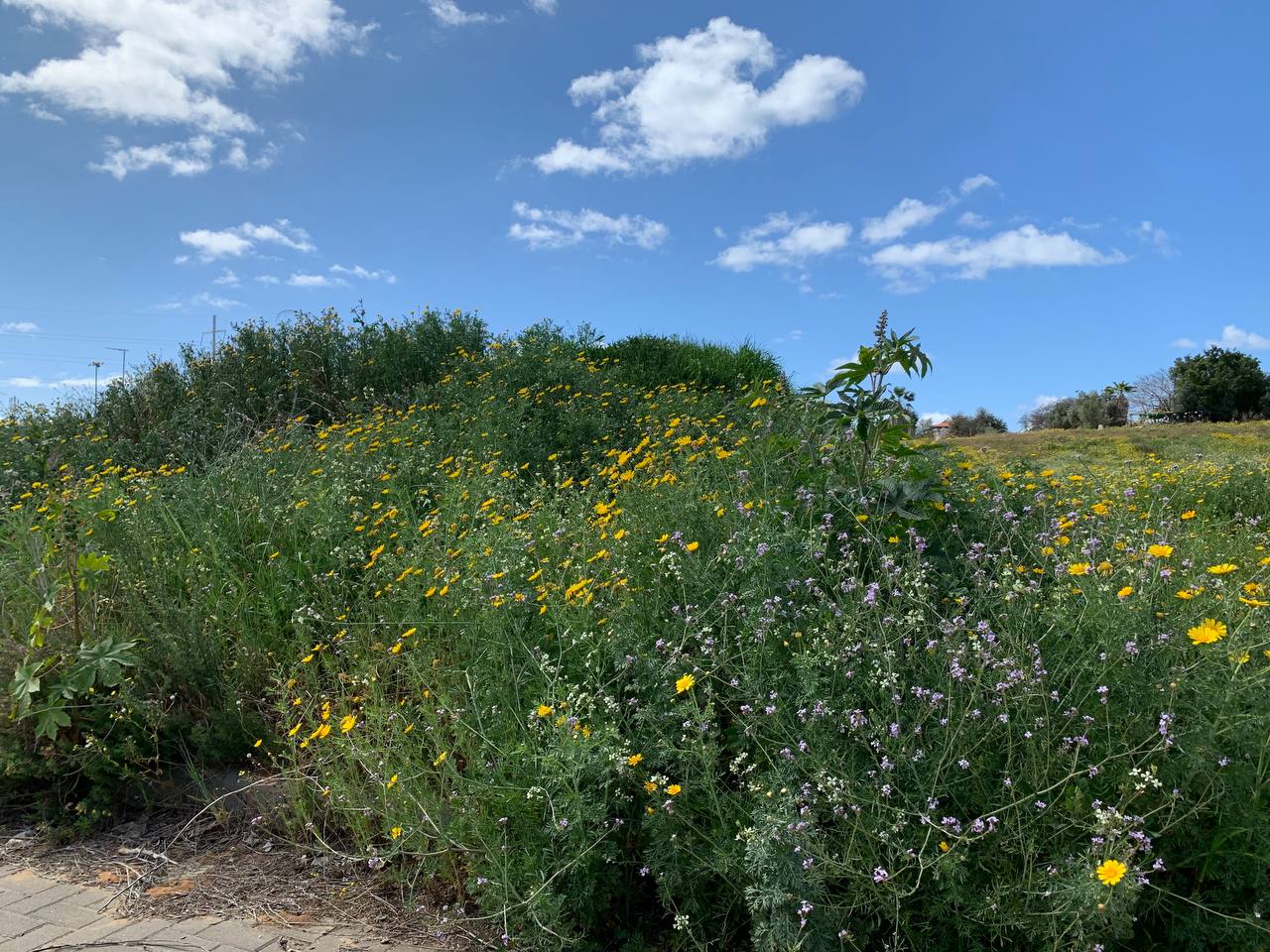 photo1678276195 (17).jpeg